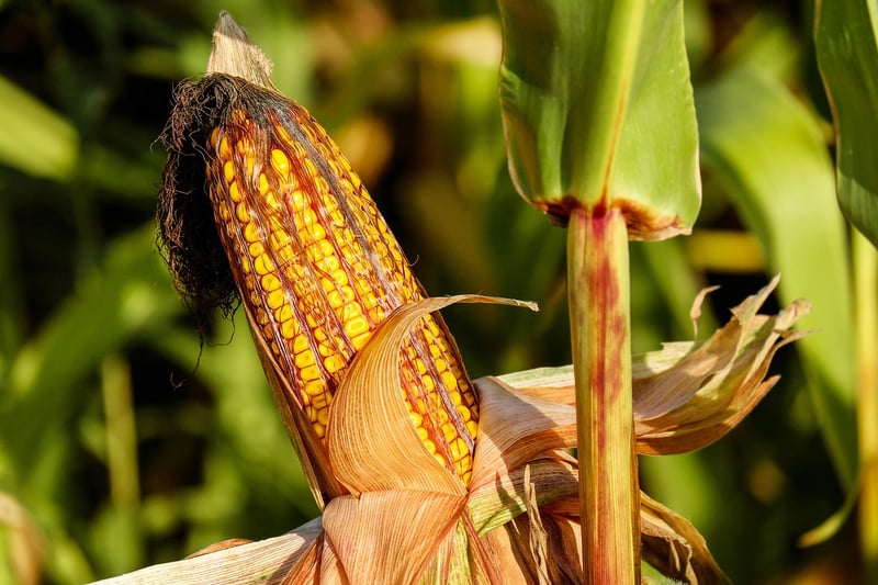 Beans and Corn