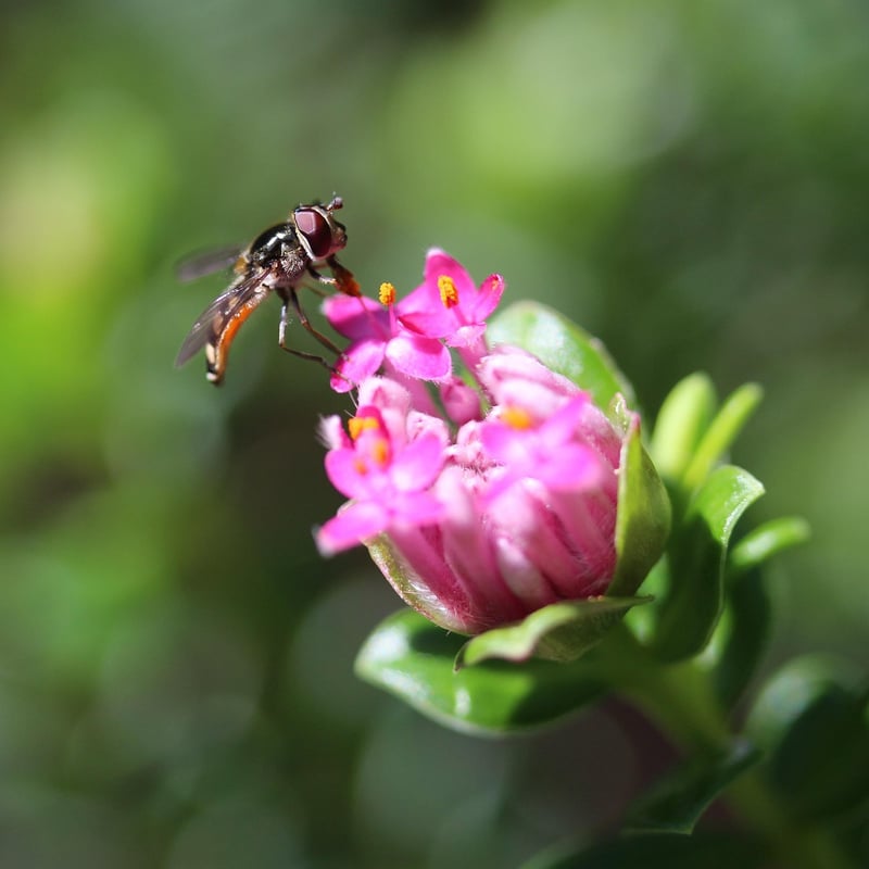 Hoverfly